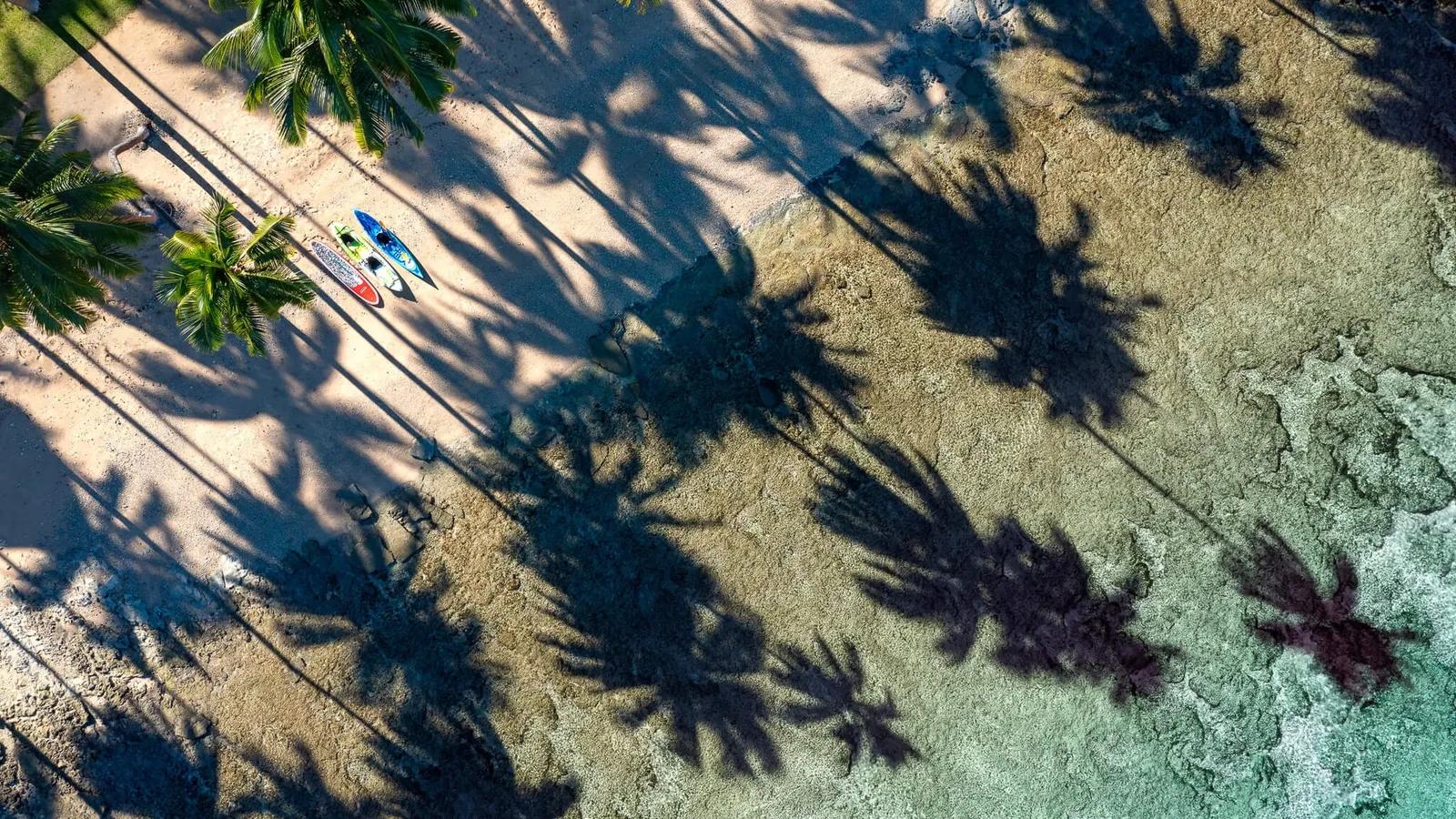 an aerial view of a beach with palm trees and kayaks .